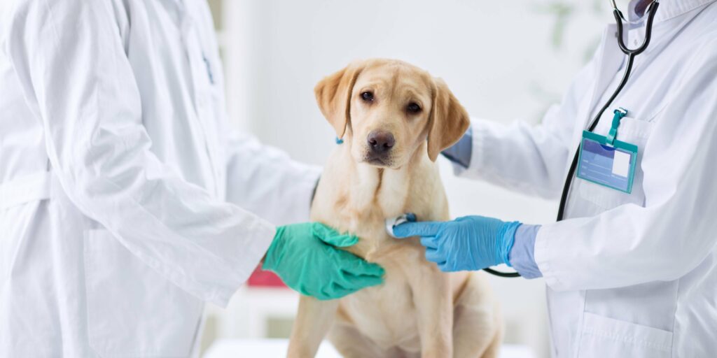 Veterinary Surgery Terms and Conditions