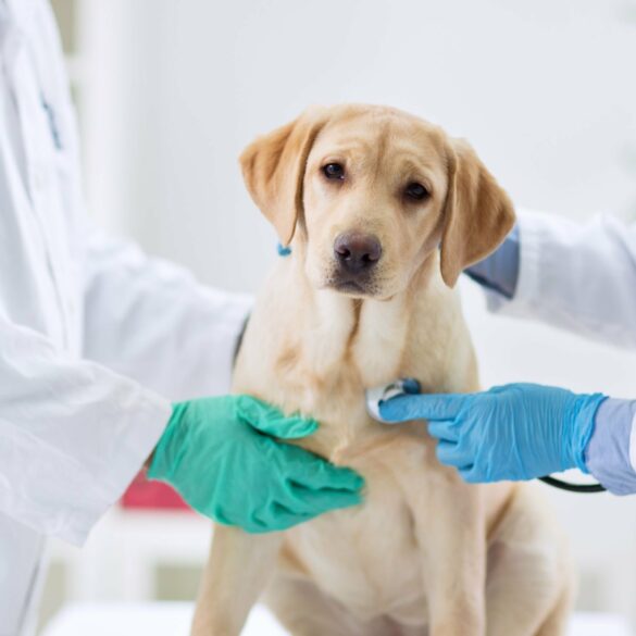 Veterinary Surgery Terms and Conditions